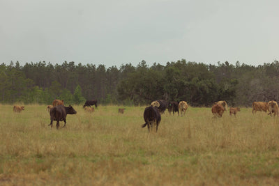 RHN Wagyu, LLC